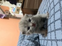 British Yavrularımız Rezerveye Açıktır