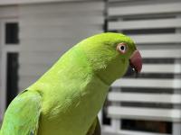 10 Aylık Erkek Pakistan Papağanı