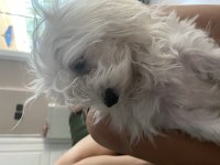 5 Aylık Kızımız Yavru Maltese