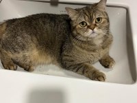 2 yaşındaki british yavrumuzu ücretsiz sahiplendiriyoruz