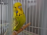 Orjinal Jumbo Muhabbet Kuşu Yavrular