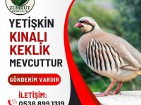 Yumurtlar durumda kınalı keklik
