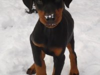 Ekmek Elden Su Gölden Doberman