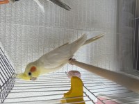 Wifi Sultan Papağanı Ve Lutino Sultan Eş