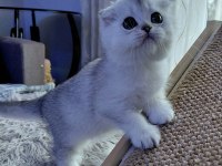 Şampiyon Atalardan Yavru Kediler