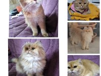 Şecereli yetişkin kediler