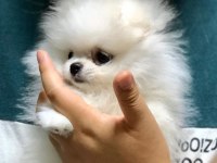 Ayı Surat Pomeranian Boo Yavru