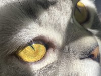 Scottish Fold (Erkek) Yeni Yuvasını Arıyor