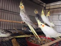 Sultan papağanımız