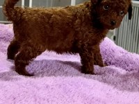 Mini Boy Kore Poodle Yavrularımız
