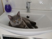 British Shorthair Dişi