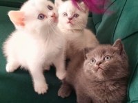 Orjinal british yavrularımız