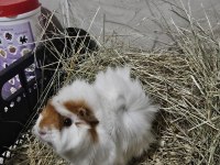 Ginepig Luki Sahiplendiyorum