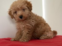Tatlı Minik Maltipoo Yavrular