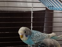 Yeme düşen muhabbet kuşlarım satılık