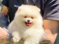 Pomeranian Boo 2.5 Aylık Dişi Veya Erkek