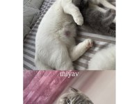 19.04.2025 Doğumlu Scottish Fold Yavrular