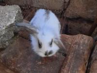 Kaliforniya Damalı Tavşan