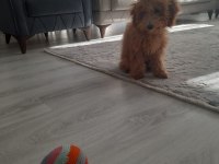 Enerji Bombası Safkan Poodle