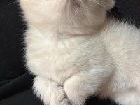 Prenses Kedimiz Yeni Yuvasını Arıyor!