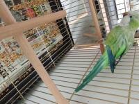 Yüksek Mutasyon Monk Papağanı