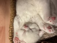 Kedilerimize Yeni Güzel Yuvalar Arıyoruz