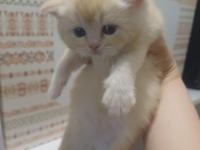 Altın top güzel british shorthair oğlan