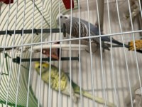 Çift Muhabbet Kuşumuz