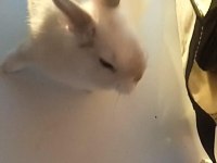 Hollanda Cuce Tavsan