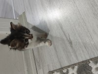 Kedimize Merhametli Bir Yuva Arıyoruz