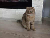 Tamamen Ücretsiz Kedi Evi İle Beraber