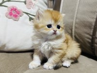 Yavru British Longhair Kedimize Yuva Arıyoruz