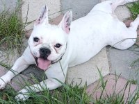 French Bulldog Kızımız Sevgi Dolu Ailesini Arıyor