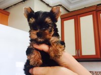 Yorkshire terrier yavru
