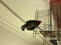 Üst Düzey Jako Papağanı 4 Yaşında