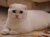 Scottish Fold Munchkin