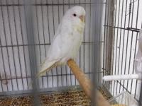 Orjinal Jumbo Muhabbet Kuşu Yavrular