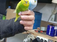 Çift Muhabbet Kuşu