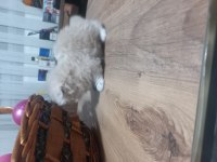 Bal Köpüğü Scottish Fold