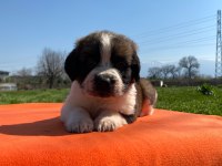 Safkan saint bernard bebekler