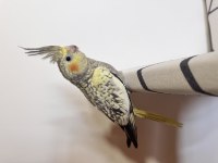 Sultan Papağanı Sahiplendirilecek Kuşlar