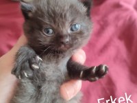 Farklı Cins Kediler Mevcuttur