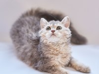 Kıvırcık tüylü british shorthair kediler