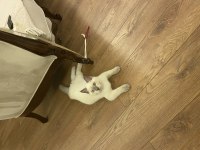 4 Aylık British Shorthair Bluepoint