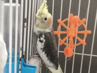 5 aylık erkek sevimli sultan papağanı