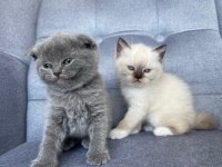 Scottish Fold Gri Yavru Kedimiz