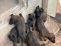 A kalite belçika kurdu ilanı