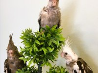 35 günlük yavru bebek sultan papağanları a kalite wf