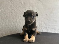 Safkan 0 Numara Minyatür Pinscher