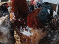 Blue Porselen Brahma Kuluçkalık Yumurta